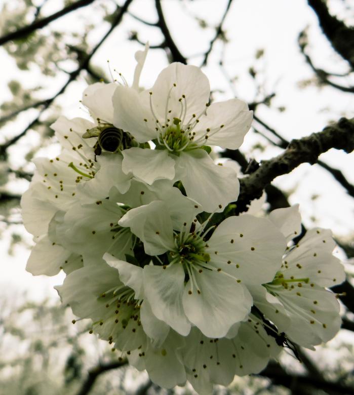 Free stock image of Spring Awakening created by Pixabay