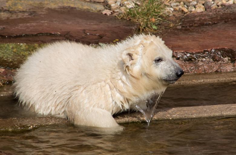 Free stock image of Polar Bears created by Pixabay