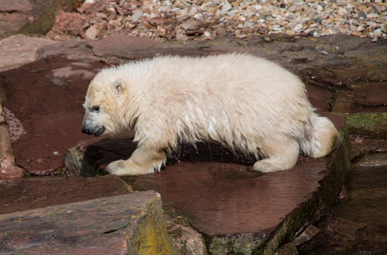 Free stock image of Polar Bears created by Pixabay