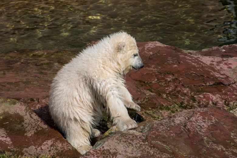 Free stock image of Polar Bears created by Pixabay