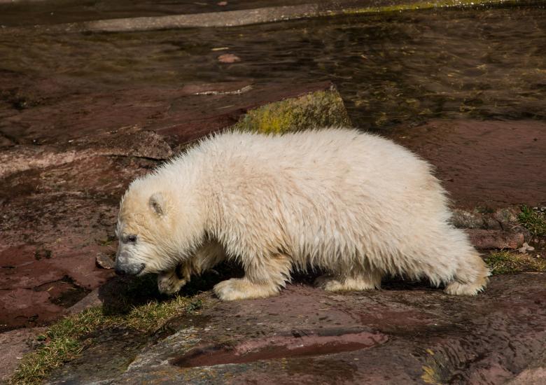 Free stock image of Polar Bears created by Pixabay