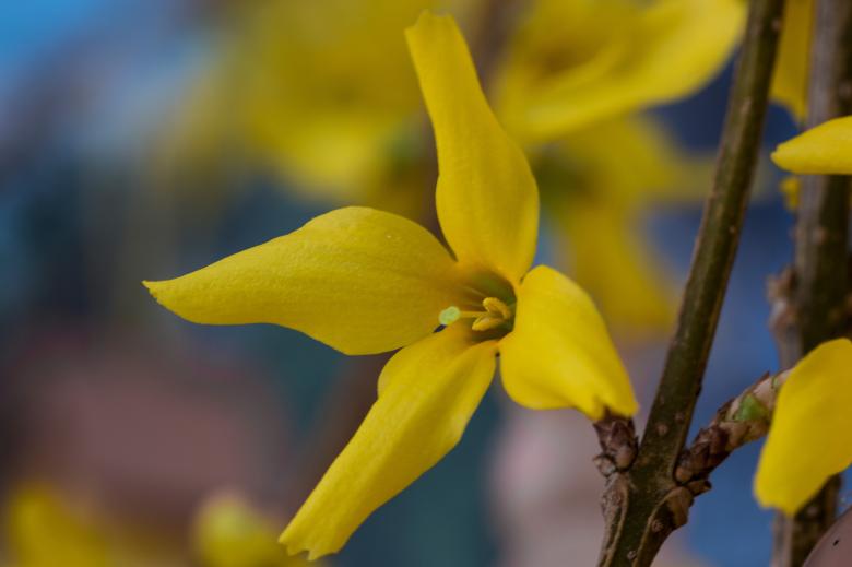 Free stock image of Spring Awakening created by Pixabay