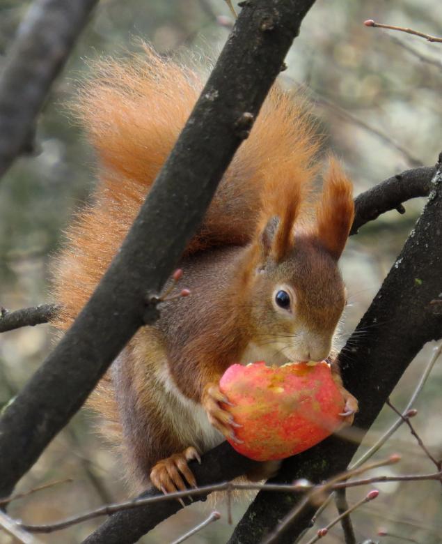 Free stock image of Squirrel Eating created by Pixabay