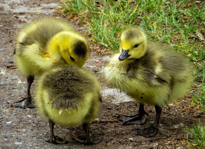 Free stock image of Yellow Ducklings created by Pixabay