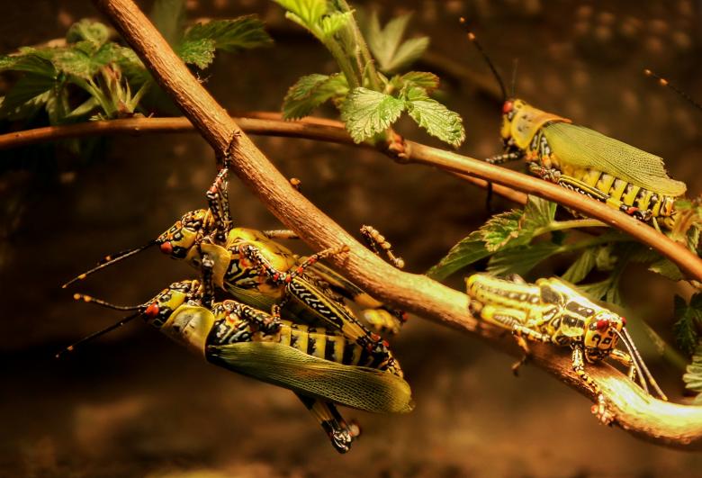 Free stock image of Flies on the Branch created by Pixabay
