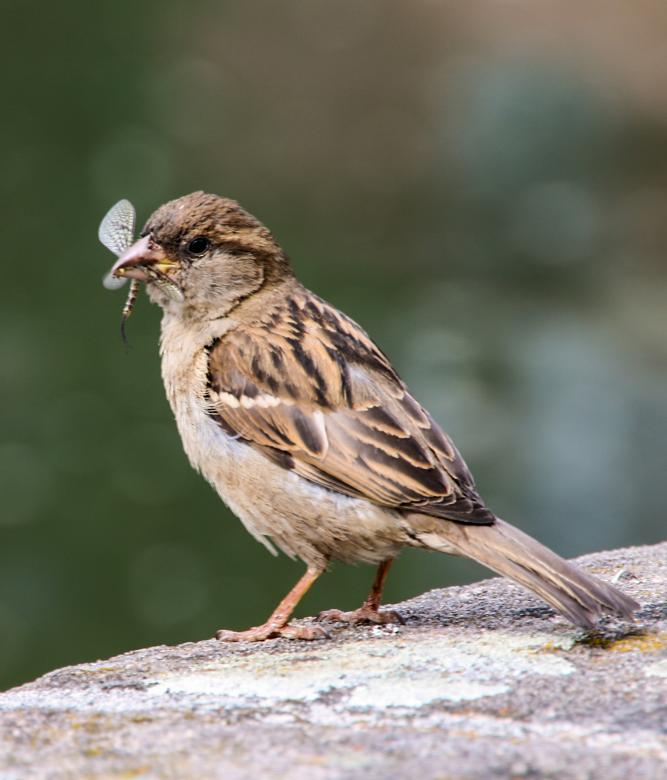 Free stock image of Sparrow Feed created by Pixabay