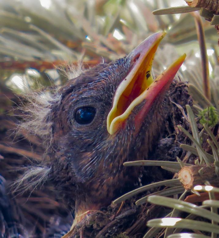 Free stock image of Bird Nest created by Pixabay