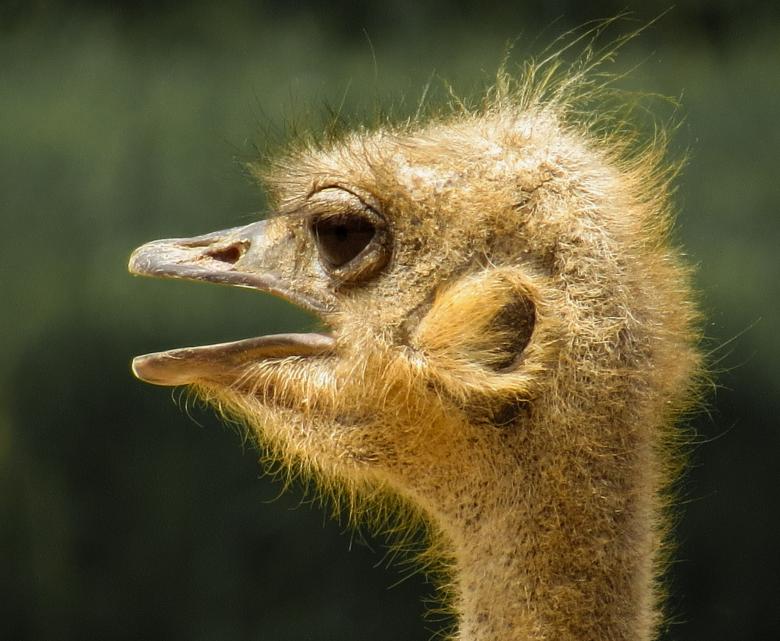 Free stock image of Ostrich Closeup created by Pixabay