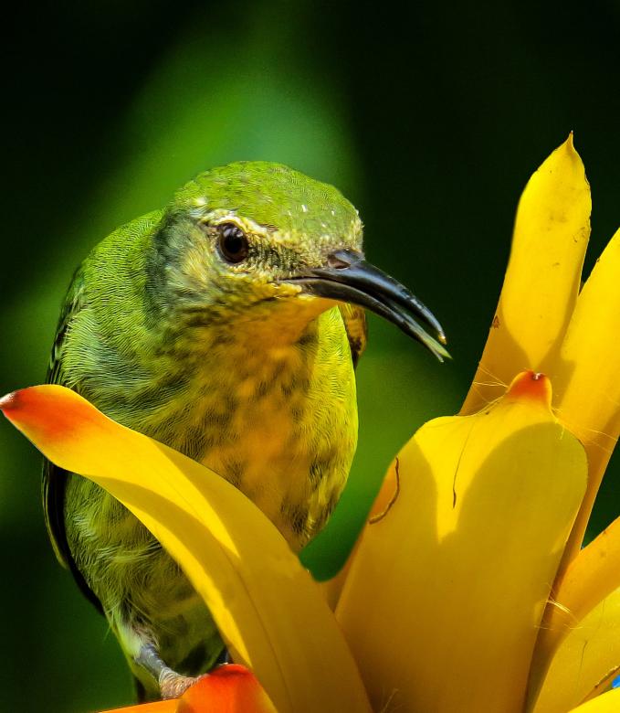 Free stock image of Bird Closeup created by Pixabay