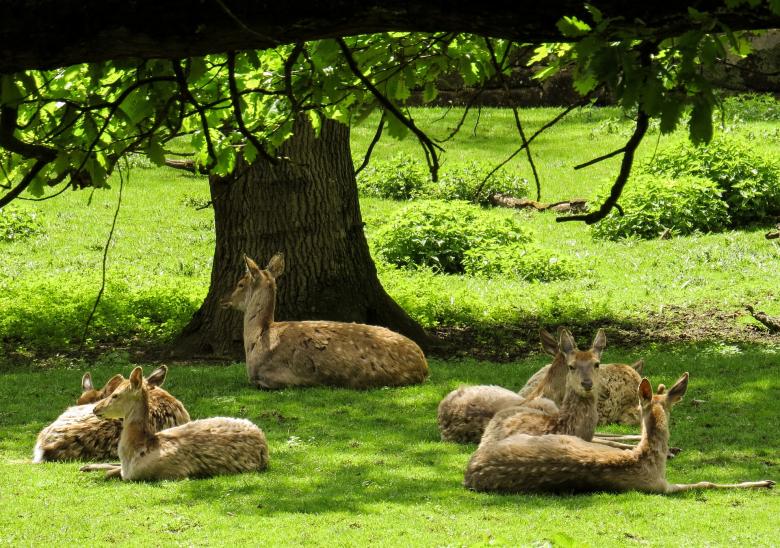 Free stock image of Wild Deers created by Pixabay