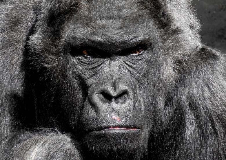Free stock image of Giant Gorilla created by Pixabay