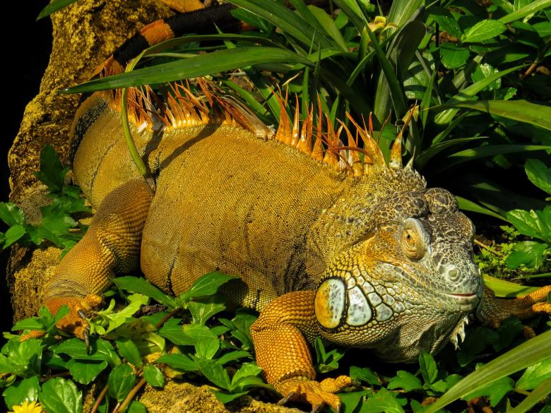 Free stock image of Iguana in the Jungle created by Pixabay