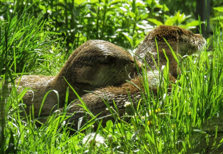 Free stock image of Wild Otter created by Pixabay