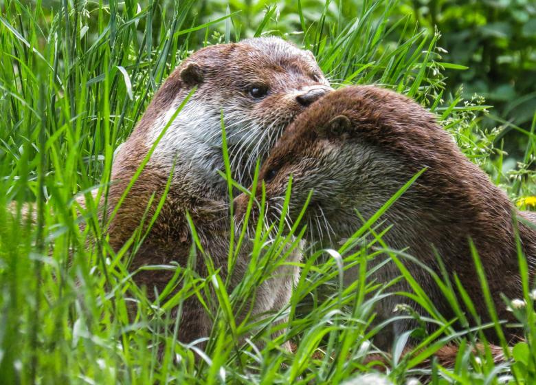 Free stock image of Wild Otter created by Pixabay