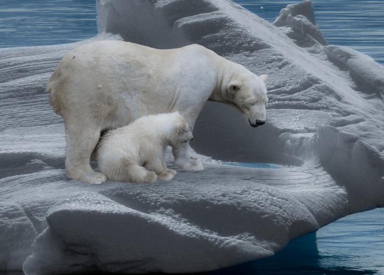 Free stock image of Polar Bears created by Pixabay