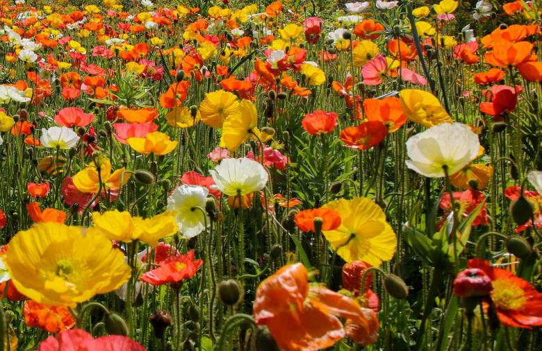 Free stock image of Poppy Flowers created by Pixabay
