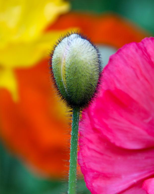 Free stock image of Poppy Capsule created by Pixabay