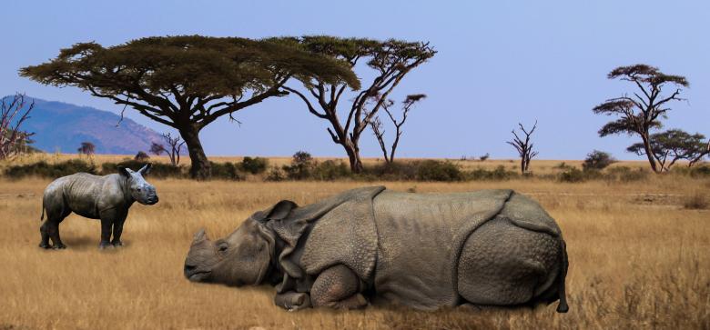Free stock image of Rhino in Africa created by Pixabay