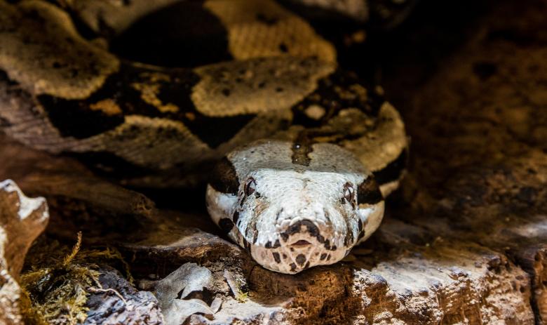 Free stock image of Boa in the Wild created by Pixabay