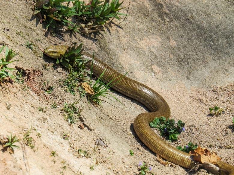 Free stock image of Wild Snake created by Pixabay