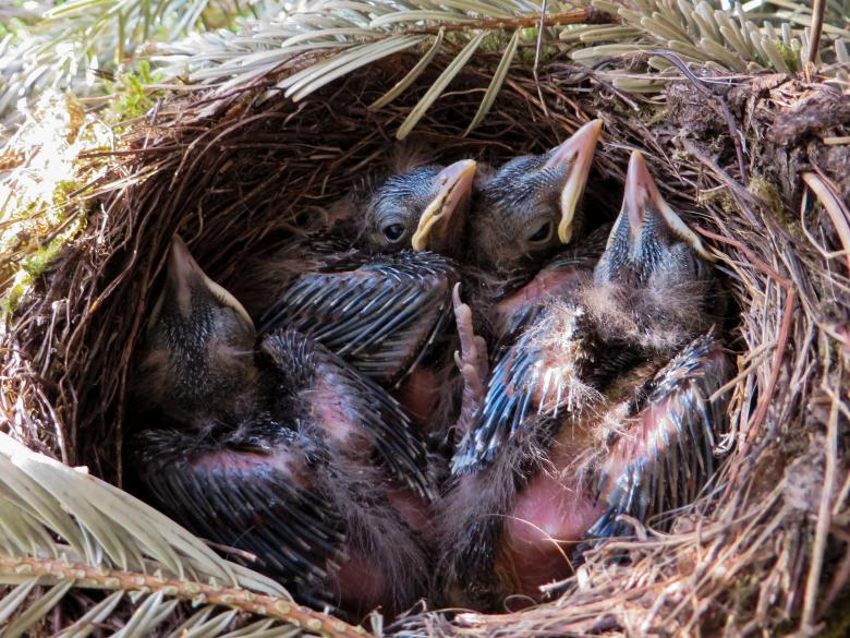 Free stock image of Bird Nest created by Pixabay