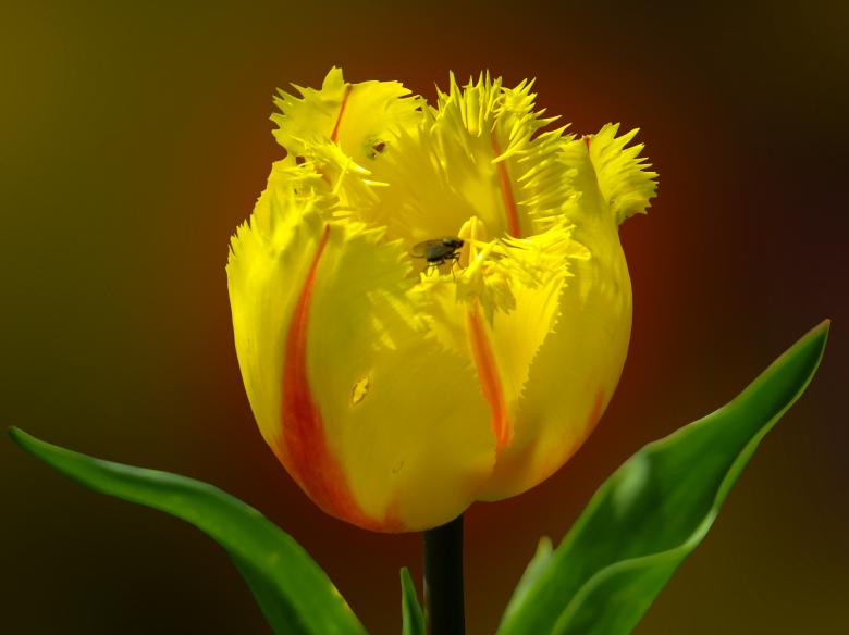 Free stock image of Fresh Flower created by Pixabay
