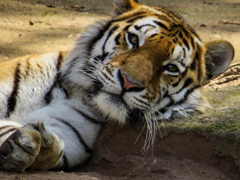 Free stock image of Bengal Tiger created by Pixabay
