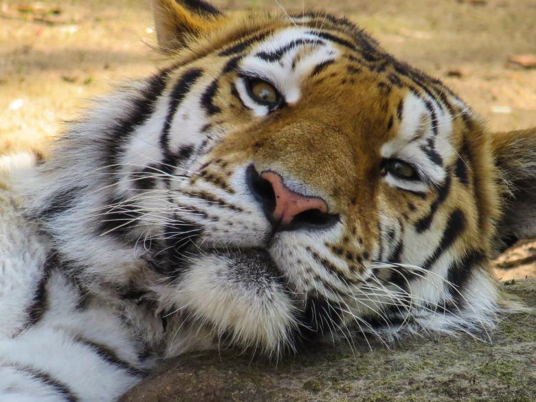 Free stock image of Bengal Tiger created by Pixabay