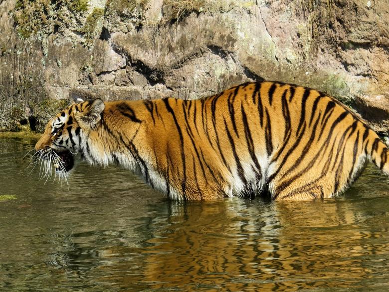 Free stock image of Bengal Tiger created by Pixabay