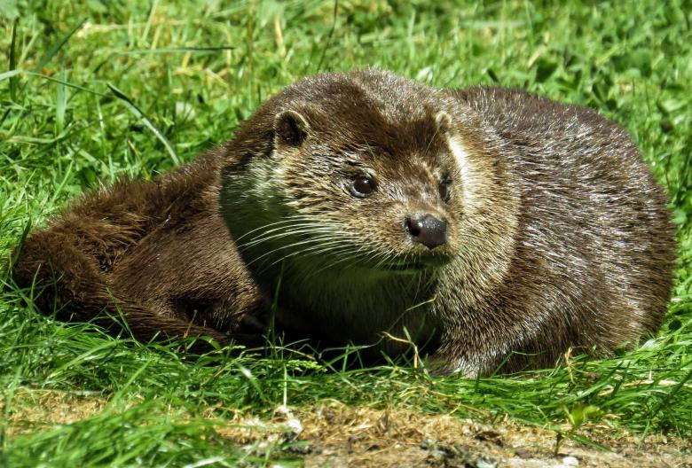 Free stock image of Wild Otter created by Pixabay