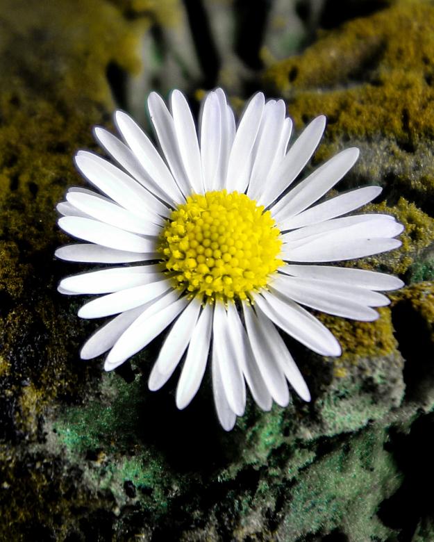 Free stock image of Blooming Flower created by Pixabay
