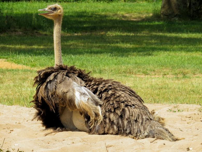 Free stock image of Ostrich in the Zoo created by Pixabay
