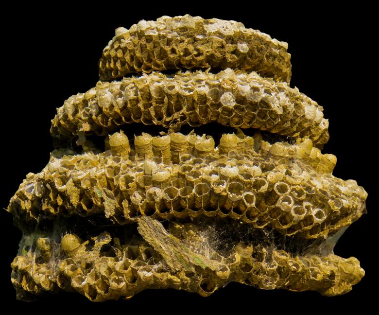 Free stock image of The Hive created by Pixabay