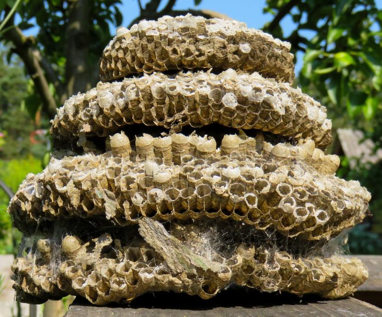 Free stock image of The Hive created by Pixabay