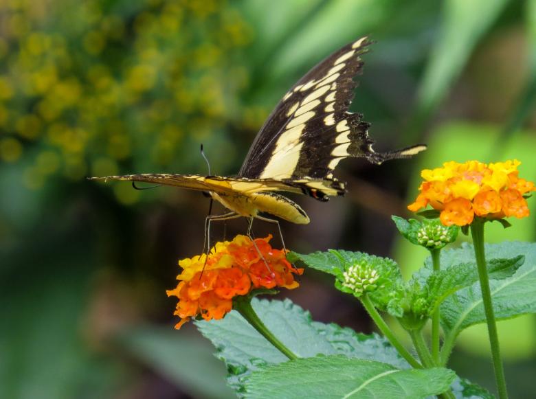 Free stock image of Butterfly in the Garden created by Pixabay