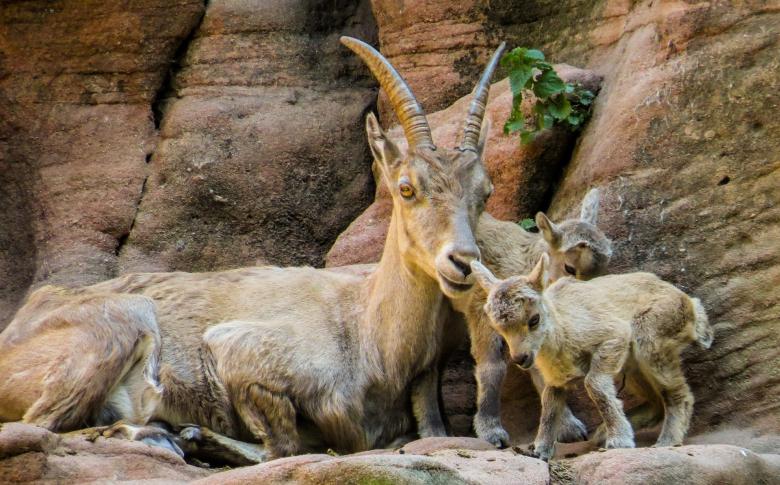 Free stock image of Wild Capricorn created by Pixabay