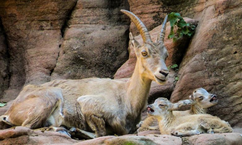 Free stock image of Wild Capricorn created by Pixabay