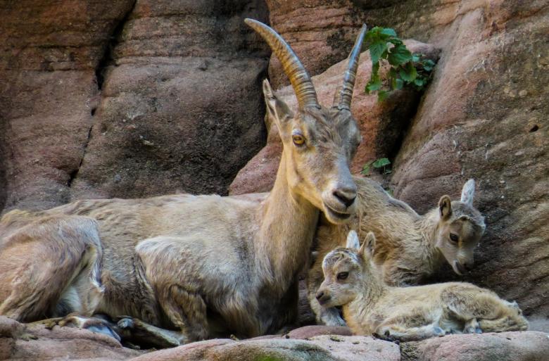 Free stock image of Wild Capricorn created by Pixabay