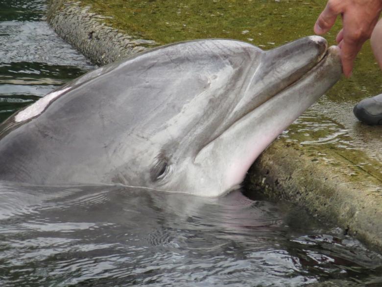 Free stock image of Dolphin in the Park created by Pixabay