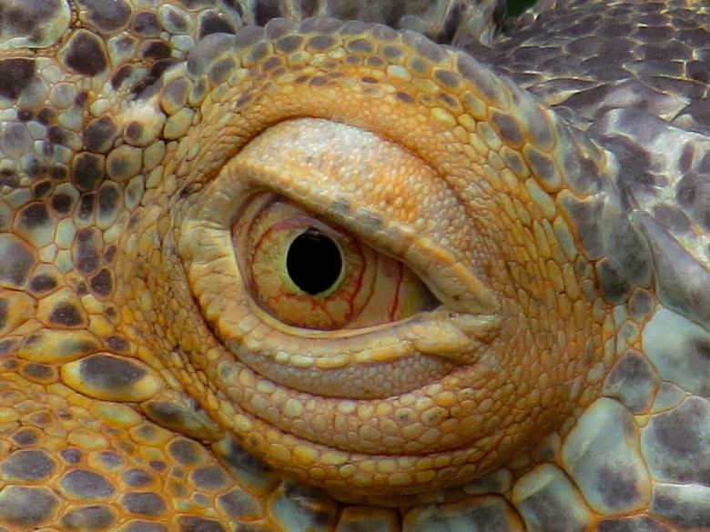 Free stock image of Iguana Eye created by Pixabay