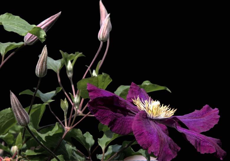 Free stock image of Fresh Flowers in the Garden created by Pixabay