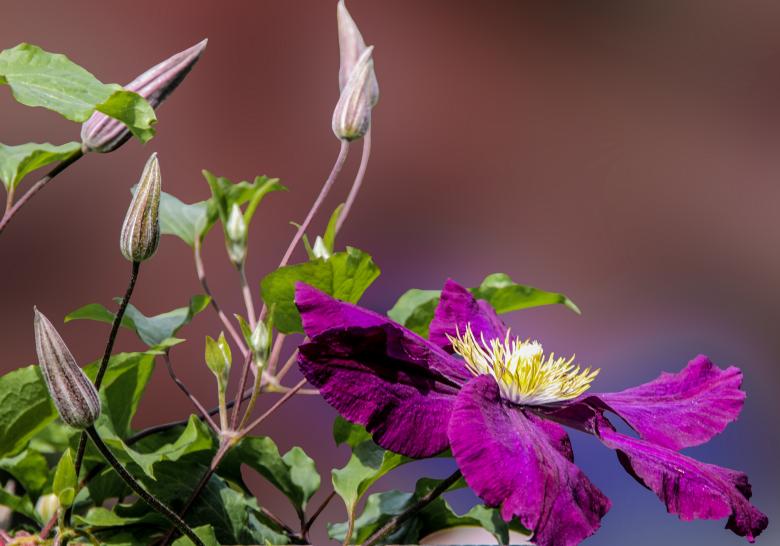 Free stock image of Fresh Flowers in the Garden created by Pixabay