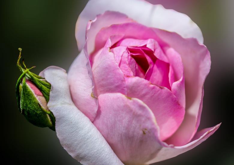 Free stock image of Fresh Flowers in the Garden created by Pixabay