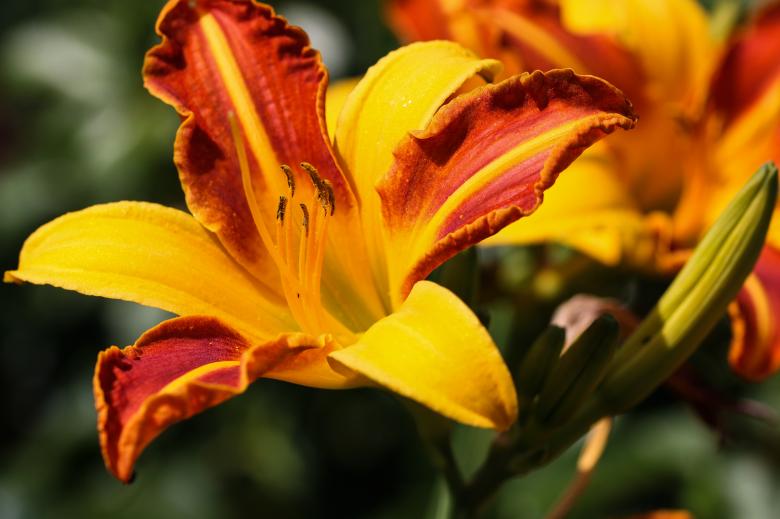 Free stock image of Fresh Flowers in the Garden created by Pixabay