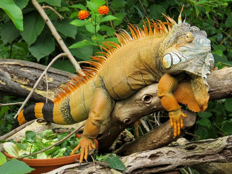 Free stock image of Wild Iguana created by Pixabay