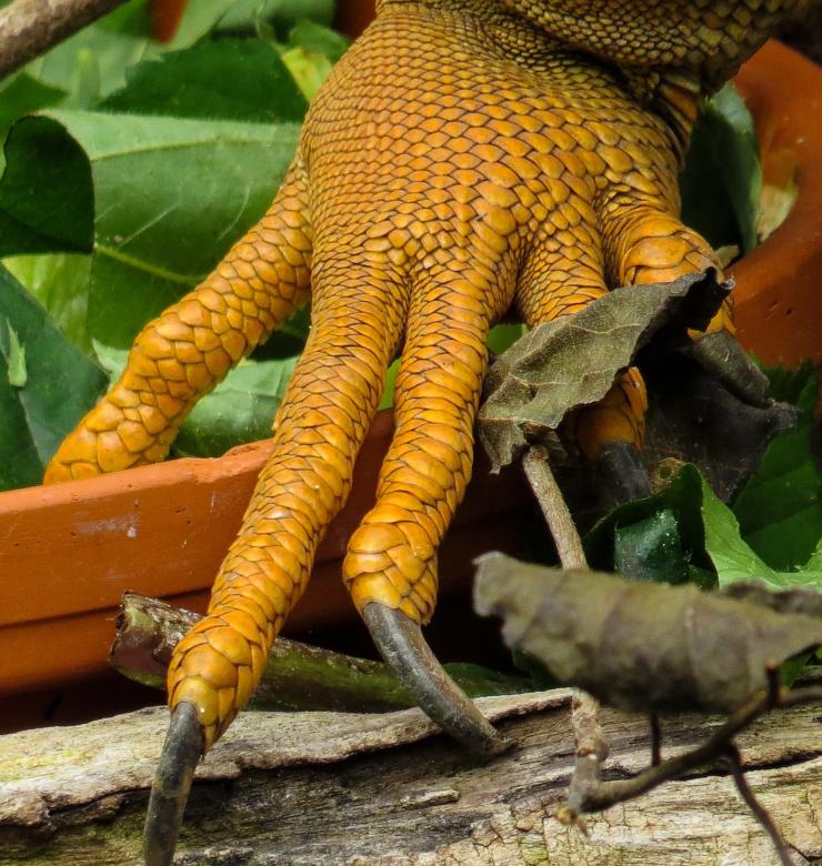 Free stock image of Iguana Claws created by Pixabay