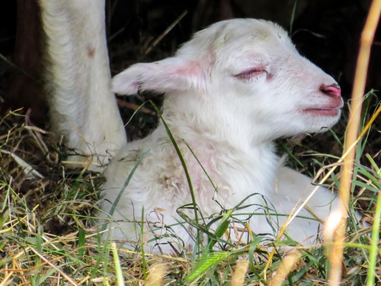 Free stock image of Little Lamb created by Pixabay