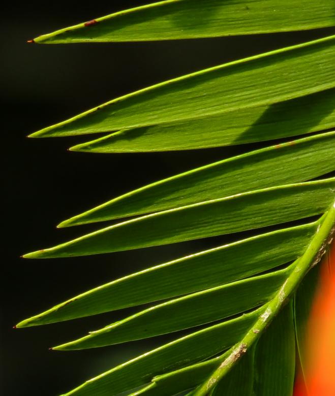 Free stock image of Palm Thornes created by Pixabay