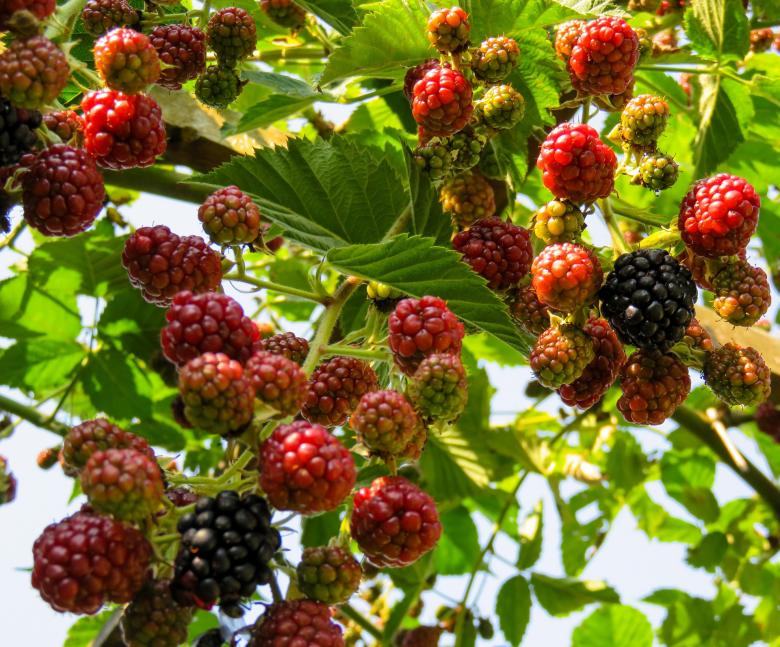 Free stock image of Fresh Raspberries created by Pixabay