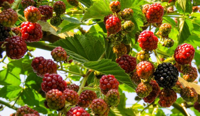 Free stock image of Fresh Raspberries created by Pixabay